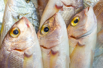 teste di pesce