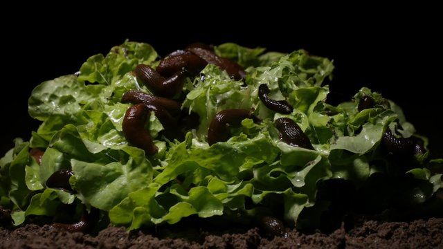 Time lapse of Spanish slugs feeding on a lettuce in a garden at night