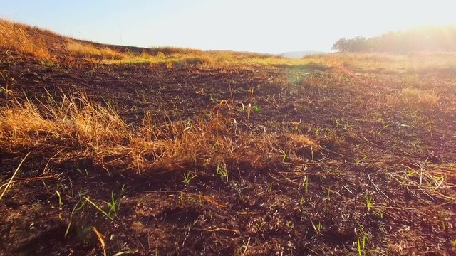 Burnt Grass Damaged By Fire At Scythian Naples, Crimea