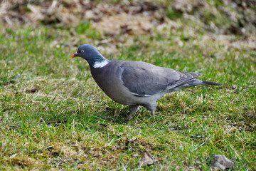 Obraz premium Common wood pigeon Columba palumbus