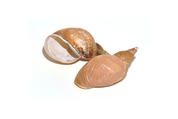 Shells from the great pond snail Lymnaea stagnalis on white background