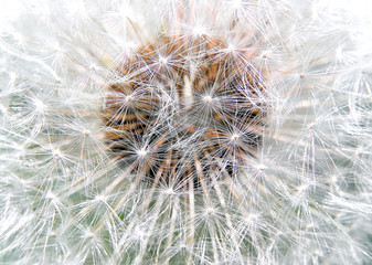 The faded flower of a dandelion
