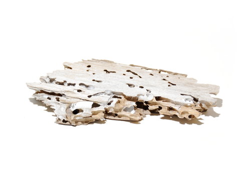 Traces of naval shipworm Teredo navalis in a piece of wood