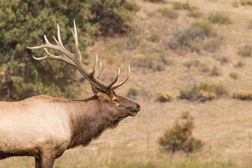 Bull Elk