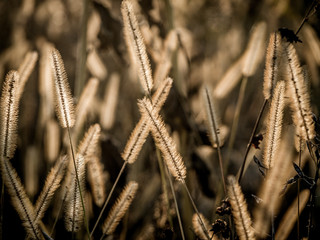 Wiesengräser in der Abendsonne