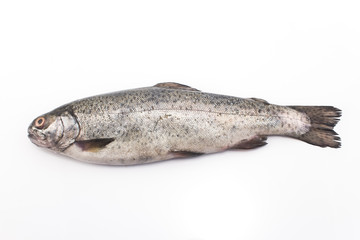 Rainbow trout isolated on white