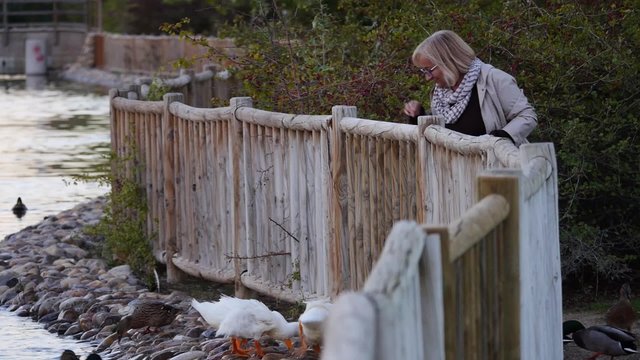 mujer dando de comer a los patos