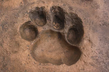 Fotobehang Big cat spoor made in the artificial stone © tranac