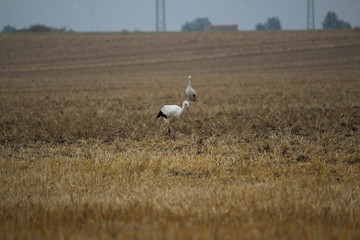 Storch