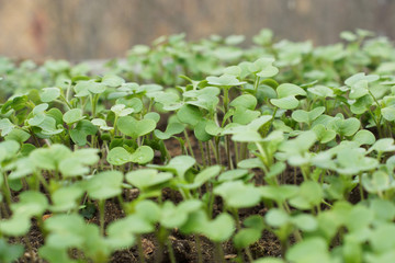 Seedling in a pot.