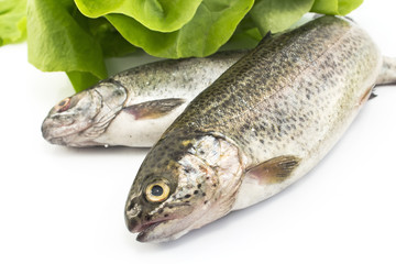 Two rainbow trout and  lettuce