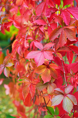 Red autumn leaves vineyard