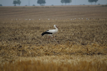 Storch