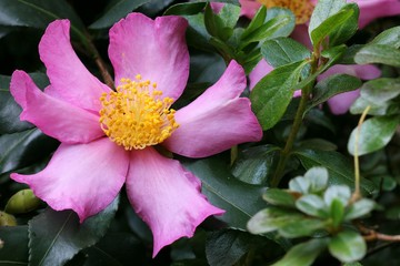 Camellia sasanqua - Camelia