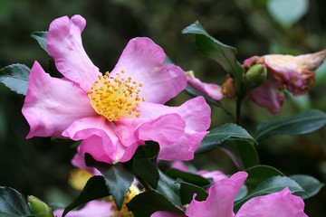 Camellia sasanqua - Camelia