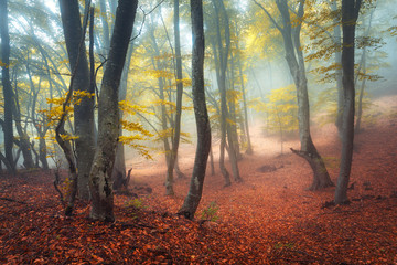 Trail through a mysterious dark old forest in fog. Autumn