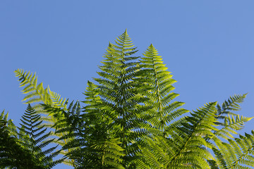 Group of green ferns against clear blue skies