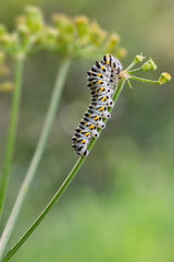 Papilio machaon caterpillar