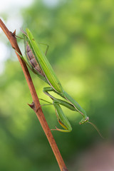 european mantis