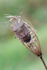 halyomorpha halys