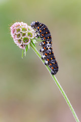 Papilio machaon caterpillar