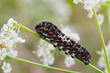 Papilio machaon caterpillar
