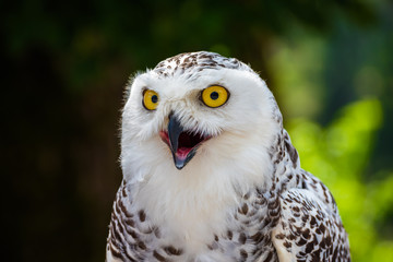 Detail of Head of Snowy Owl with Yellow Eyes - Bubo Scandiacus with Blurred Dark Green Background