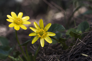 Yaban &Ccedil;i&ccedil;eği