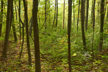 Fototapeta premium autumn
