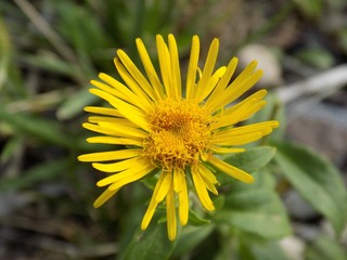 Yellow flower