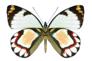 Butterfly Delias iltis