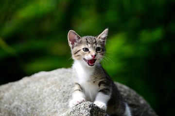 Fototapeta premium Cute Kitten