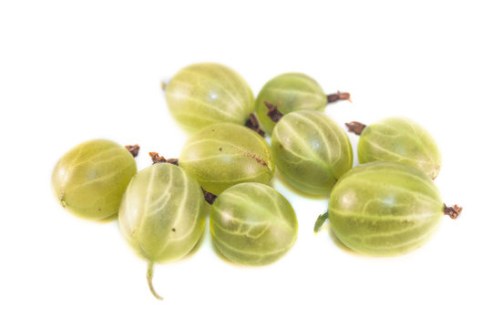 Ribes uva-crispa isolated