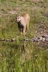 Acrylic prints Puma Cougar Reflection
