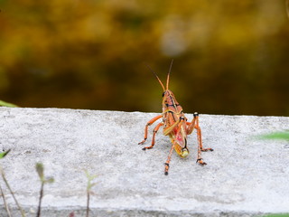 Giant Orange Grasshopper!