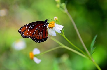 VICEROY BUTTERFLY!
A visit to the everglades in Florida produced shots of various butterflies, here the Viceroy on a flower drinking nectar