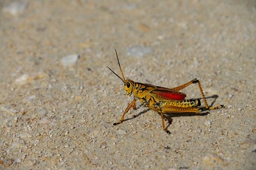 Giant Orange Grasshopper!