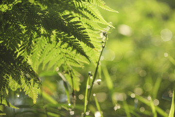 soft focus of green leaf for background. slightly soft due to bi