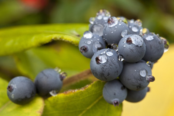 Blackthorn Berries. Blackthorn berries after the rain are covered with raindrops that look quite...