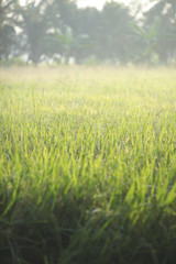 soft focus of green leaf for background. slightly soft due to bi