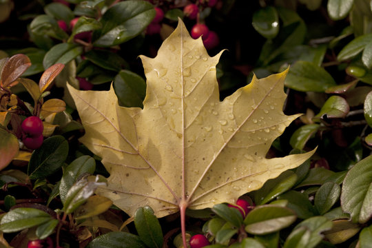 End of Autumn. An autumn leaf fell and dried out. The rain came and covered it with water drops. It sits up pert in the hedge but it soon will be gone and forgotten like autumn as winter approaches.