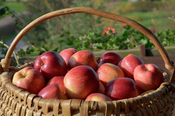 Kosz pełen pięknych polskich jabłek