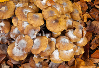 Autumn Mushrooms. A collection of mushrooms are packed tightly together in amoungst the fallen autumn leaves making a large autumnal pattern.