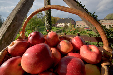 Kosz pełen pięknych polskich jabłek © Dejan Gospodarek