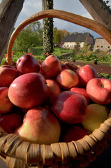 Kosz pełen pięknych polskich jabłek