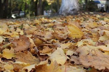 Yellow fall maple leaves.