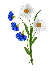 Flowers cornflowers isolated on white background