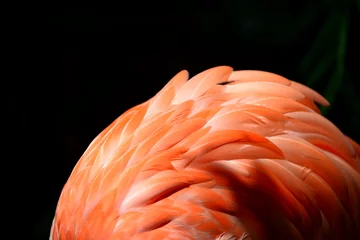 Deurstickers Flamingo Florida Flamingo