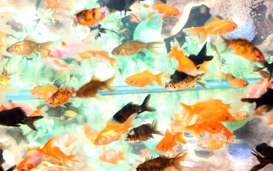 Obraz na płótnie Canvas goldfish in an aquarium for sale in the pet store