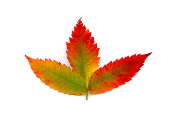 Fototapeta premium autumn leaf isolated white background